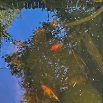 Goldfish Glen