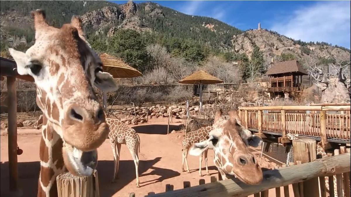 Holiday home Aspen Glen Pet-friendly W Nintendo & Smarttvs Colorado Springs